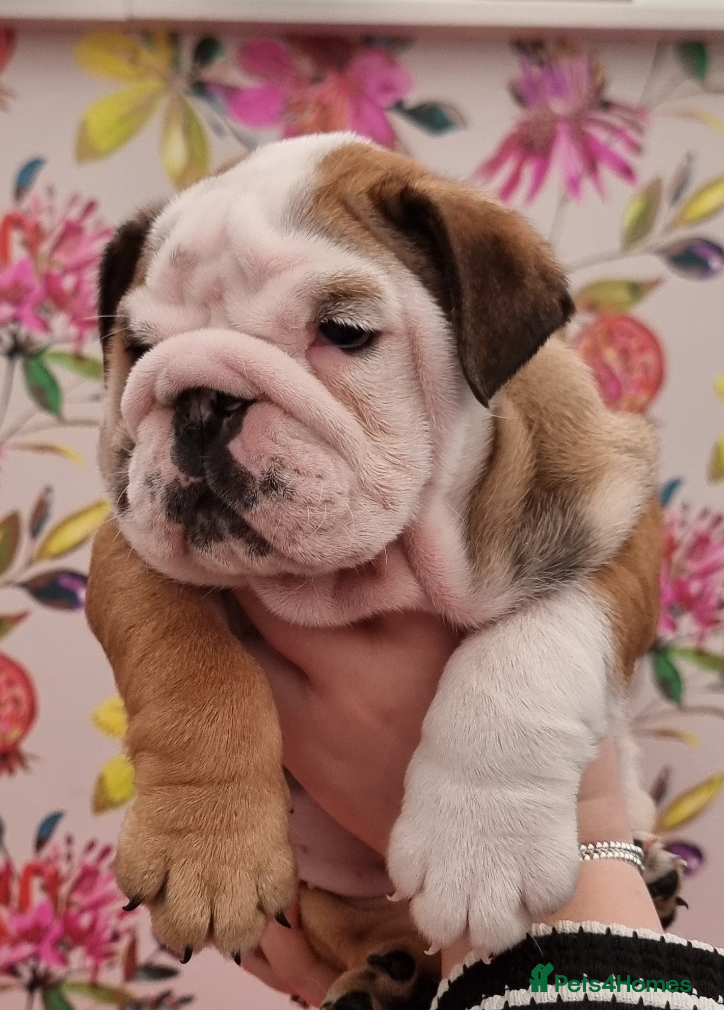 English Bulldog dogs Bulldog Pup Kennel Club Registered  - Advert 5
