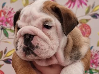 English Bulldog dogs Bulldog Pup Kennel Club Registered - Advert 3