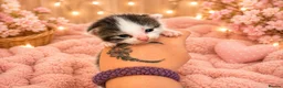 Mixed Breed cats for sale: 🐾 Beautiful Maine Coon × Shorthair Kittens 🐾 - Advert 10