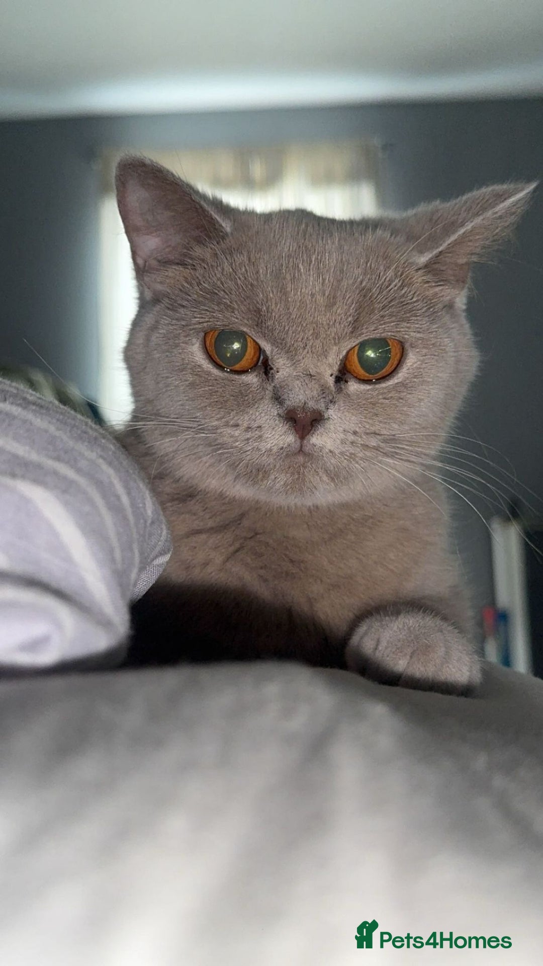 British Shorthair cats for sale: LILAC FEMALE BRITISH SHORTHAIR  - Image 5
