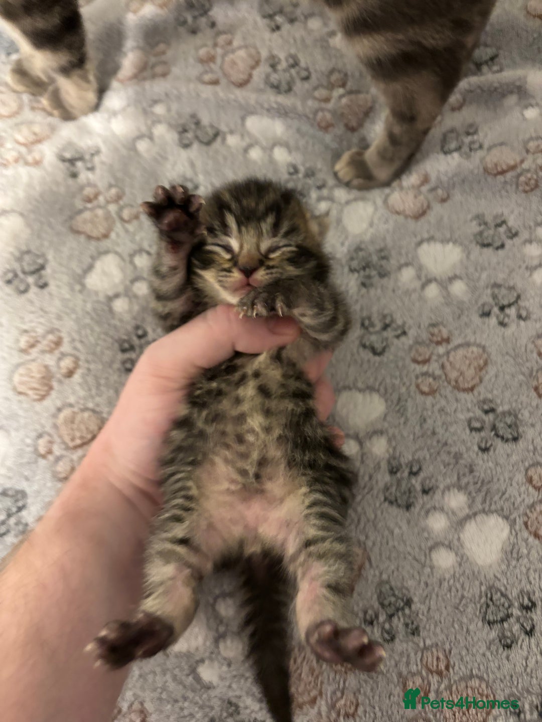 Mixed Breed cats for sale: Beautiful kittens for sale 🥰 - Advert 11