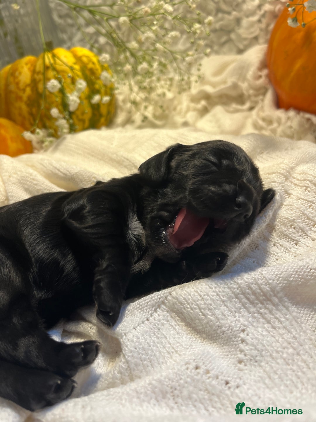 Cocker Spaniel dogs for sale: FAMILY RAISED SHOW TYPE COCKER READY NOW  - Advert 15