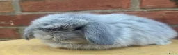 Mini Lop rabbits for sale: Pure bred baby pedigreed mini lops  - Advert 10
