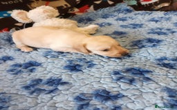Labradoodle dogs for sale: f1 MINIATURRE LABRADOODLES FROM 5*LICENCED BREEDER - Image 10