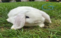 Mini Lop rabbits for sale: Mini Lop Rabbits For Sale  - Image 13