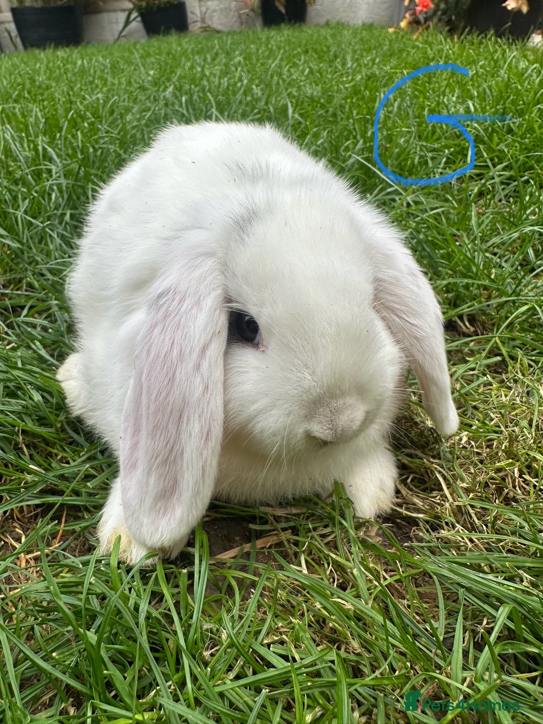 Mini Lop rabbits for sale: Mini Lop Rabbits For Sale  - Image 13
