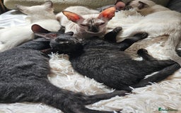 Siamese cats for sale: Siamese X Sphynx kittens - Image 8