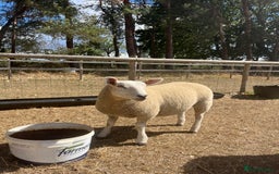 Sheep livestock for sale: 5x lambs for sale - Image 3