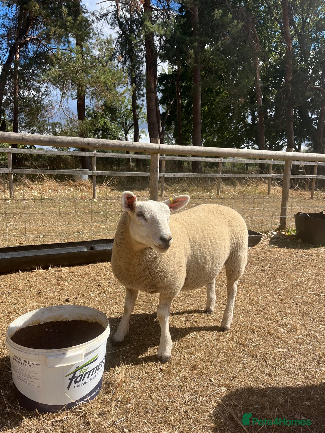 Sheep livestock for sale: 5x lambs for sale - Image 3