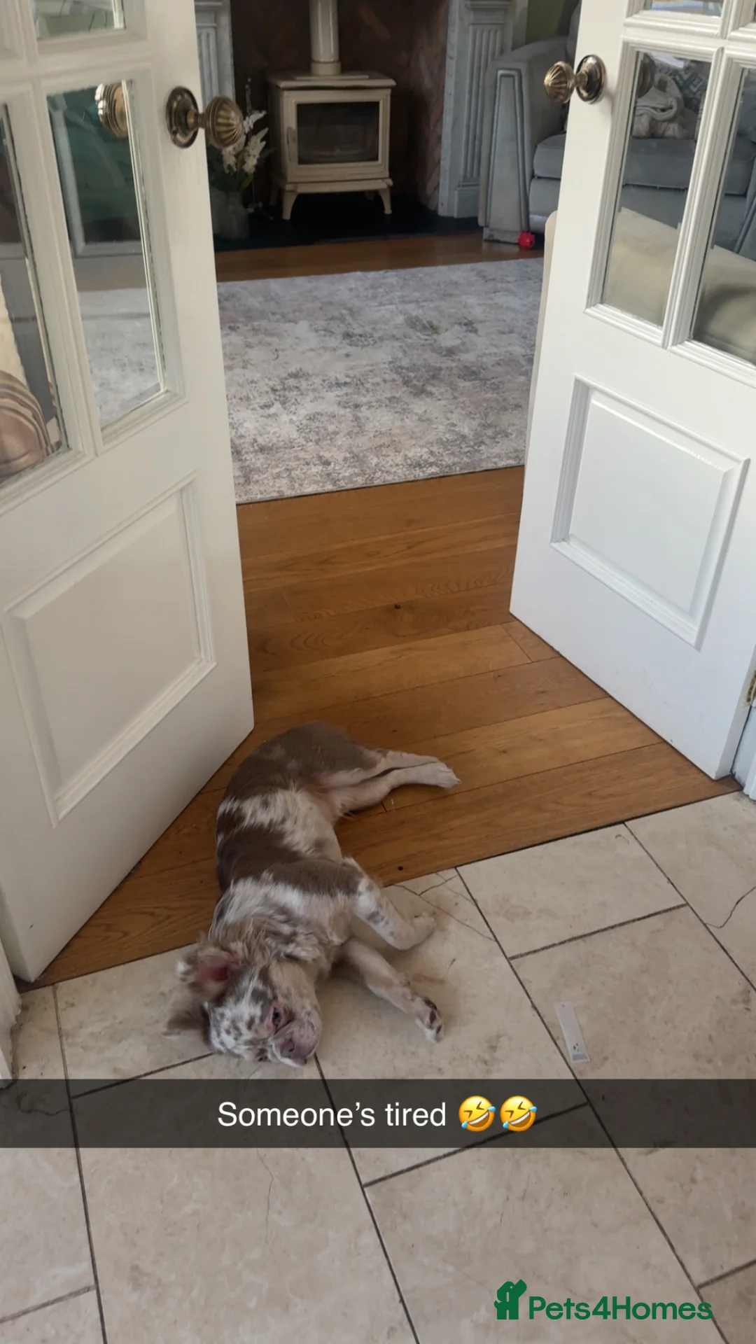 French Bulldog dogs for sale: Long haired fluffy French bulldog  in South Shields - Advert 2