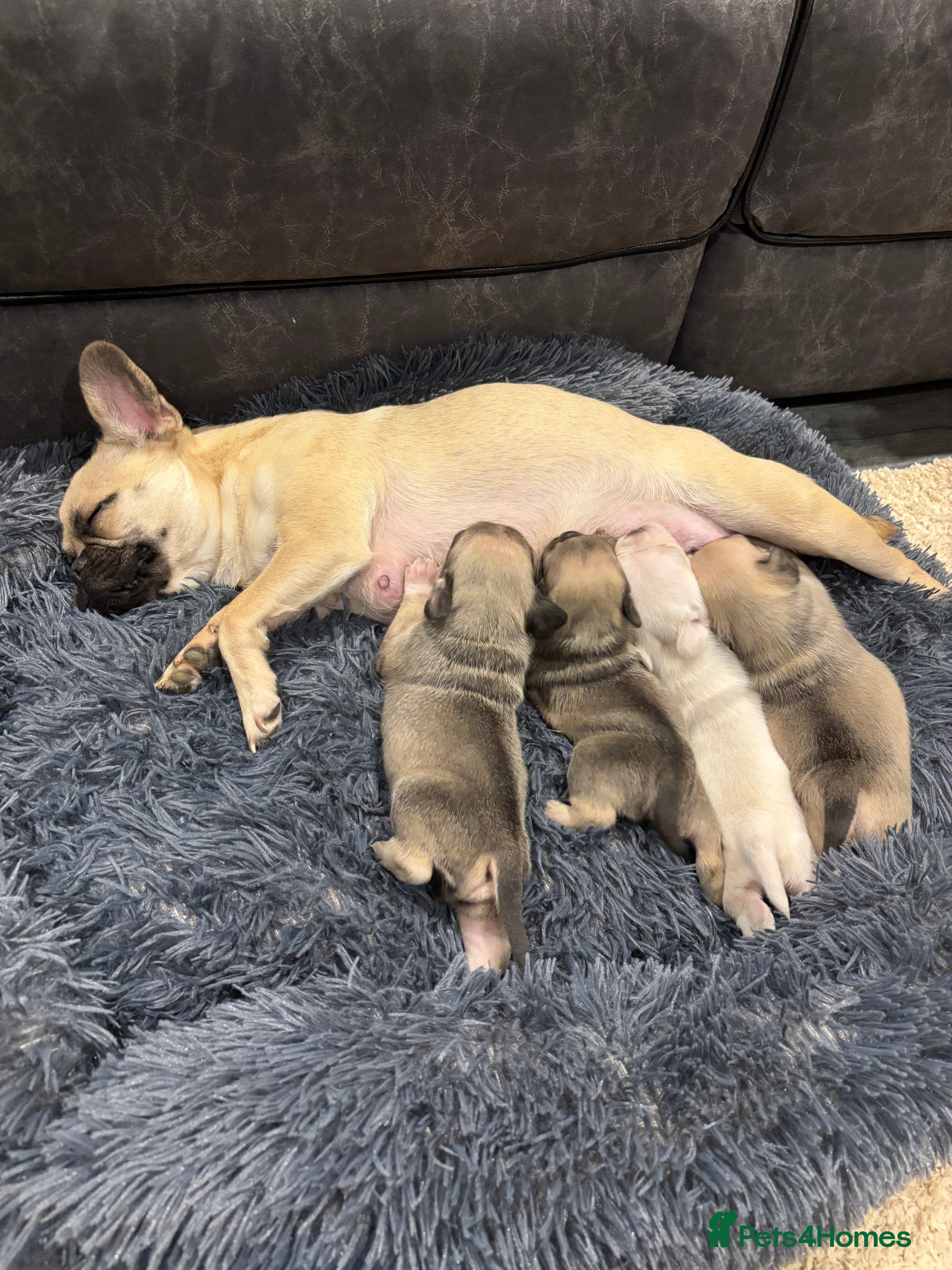 Frug dogs Frug cross Pug puppies.  - Advert 6