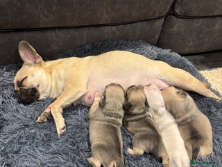 Frug dogs Frug cross Pug puppies. - Advert 1