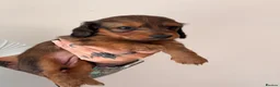 Miniature Dachshund dogs for sale: 🐾 Beautiful Miniature Dachshund Puppies 🐾  - Advert 11