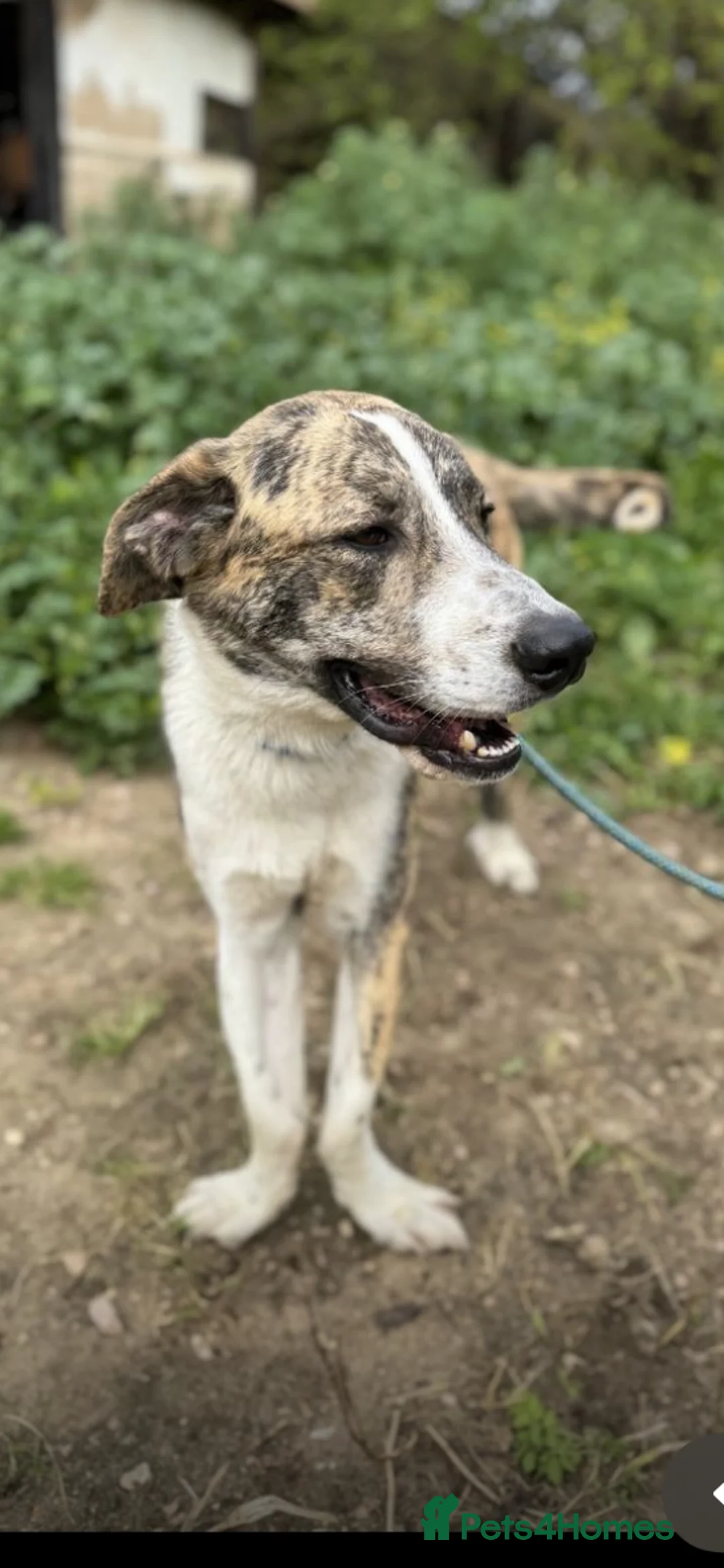 Mixed Breed dogs for adoption: Forever Home Needed For Oliver 🏡  - Advert 1