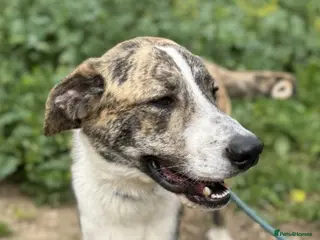 Mixed Breed dogs Forever Home Needed For Oliver 🏡 - Advert 1