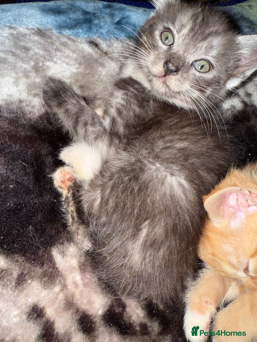 Bengal cats for sale: Bengal cross kittens  - Image 3