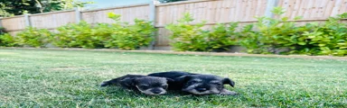 Miniature Schnauzer 1