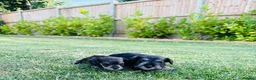 Miniature Schnauzer dogs for sale: Stunning litter of miniature schnauzers 🐶  in Sheerness - Advert 8