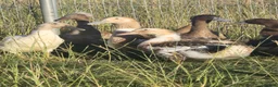 Ducks poultry for sale:  Ducklings Indian Runner Khaki Campbell Appleyard - Advert 5