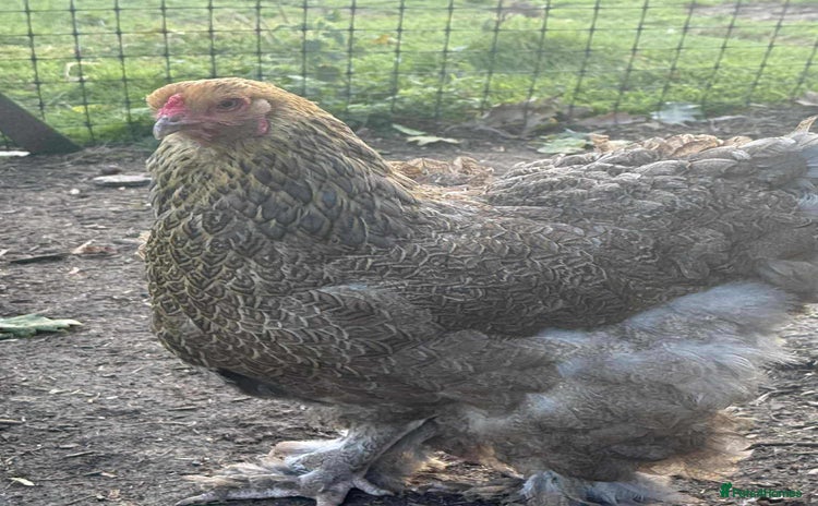 Chickens poultry - Advert 3