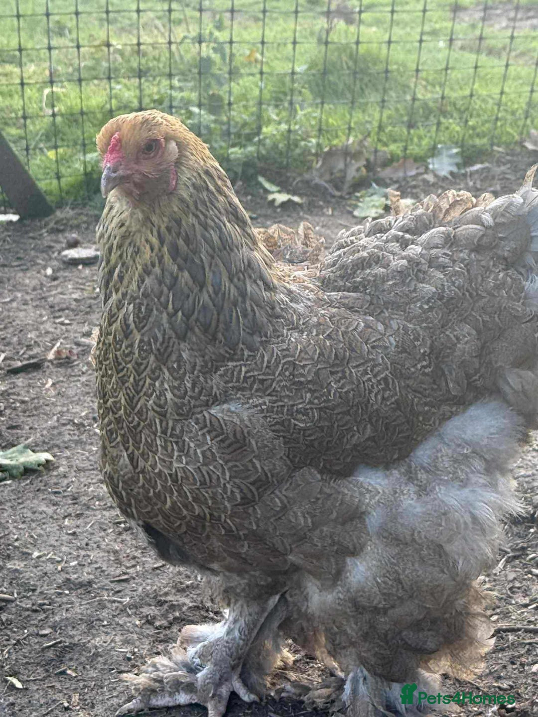 Chickens poultry for sale: Large Brahma hens available - Image 1