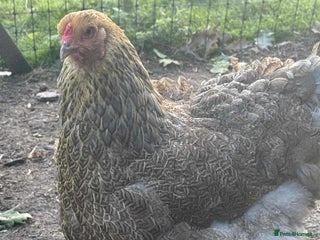 Chickens poultry - Advert 30