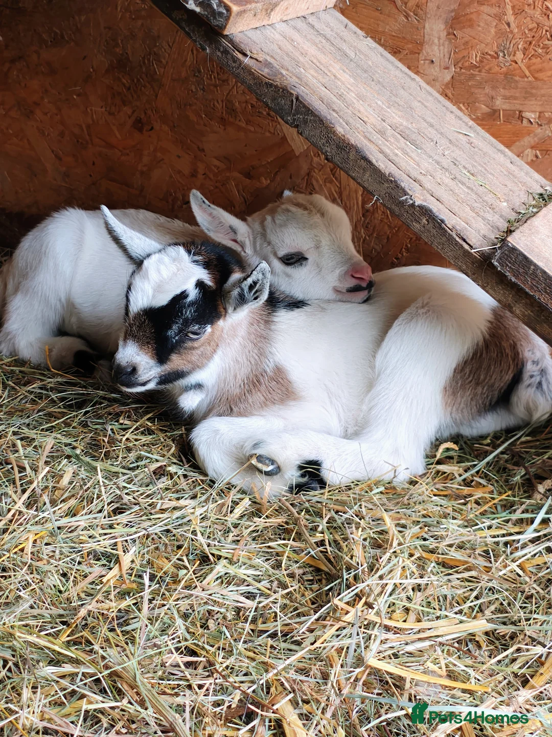 Goats livestock for sale: Pygmy goats kids - Advert 10