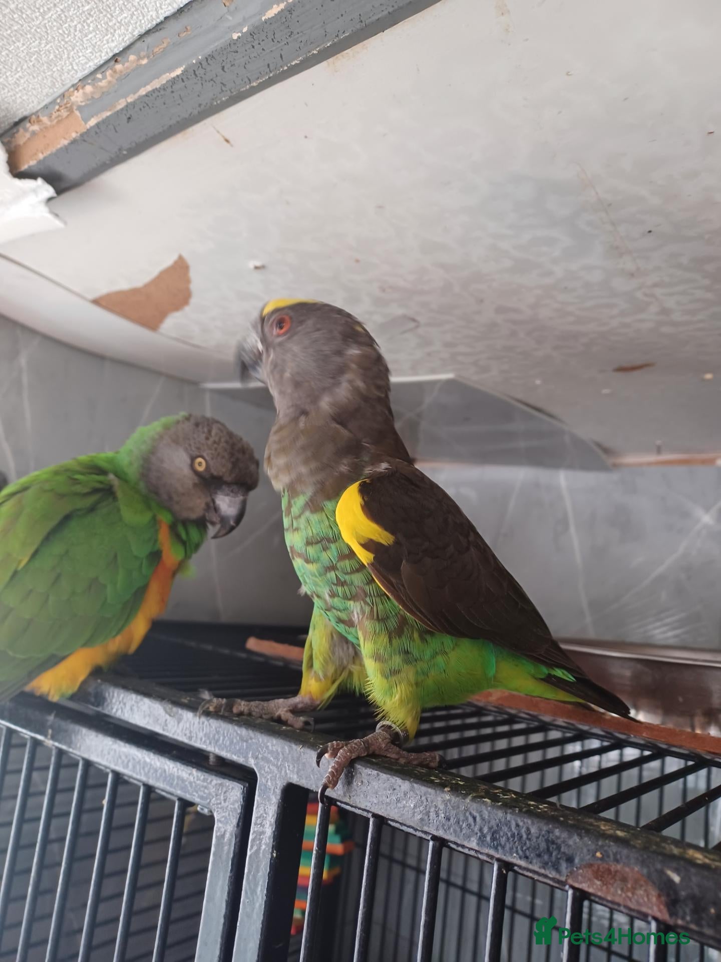 Mixed Breed birds  birds and cages in the photos are forsale - Advert 21