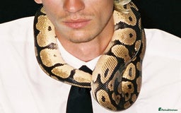 Python Snake reptiles for sale: Ball Python - Image 3