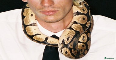 Python Snake reptiles - Advert 5