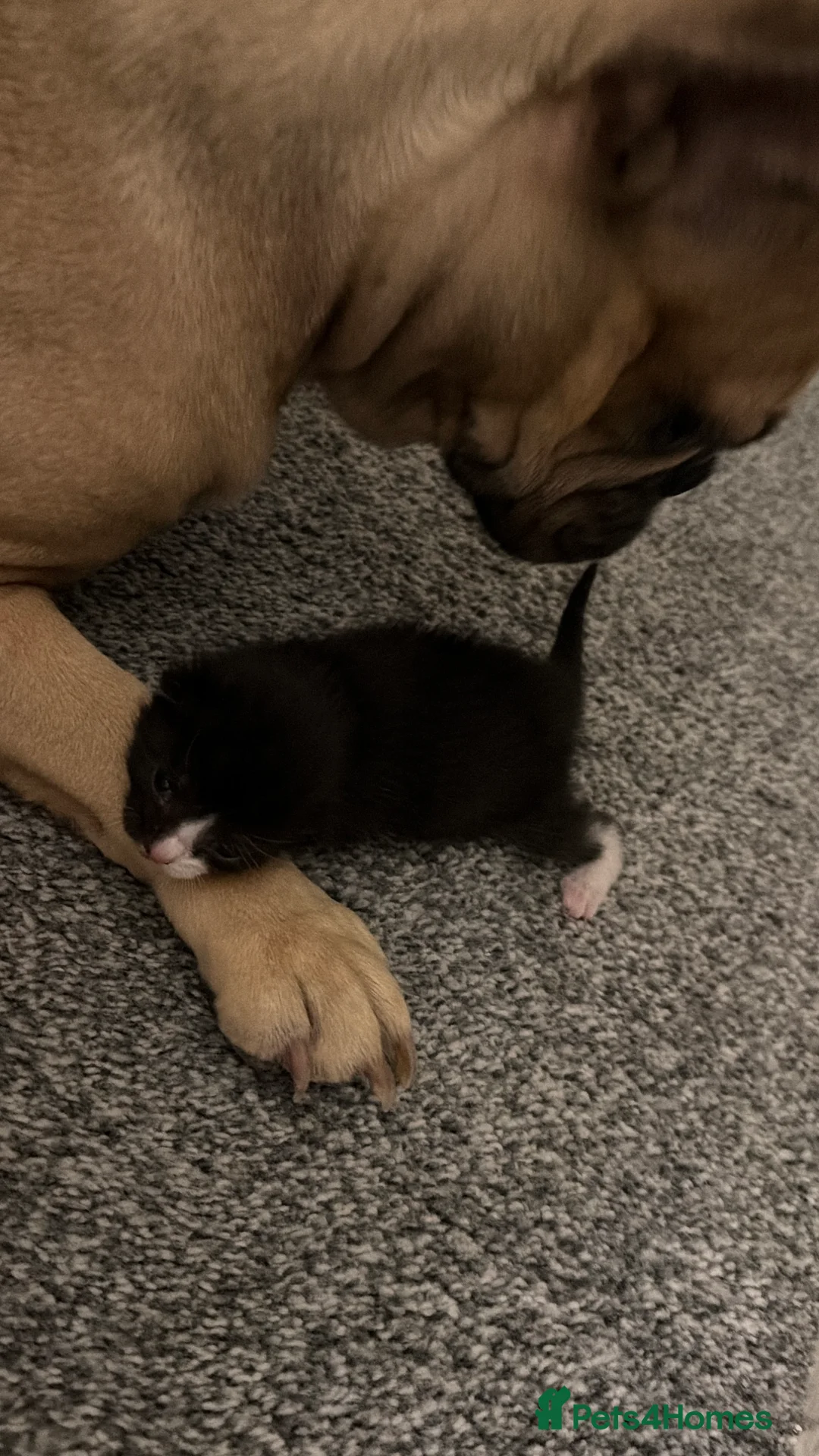 Mixed Breed cats for sale: Two beautiful kittens  - Advert 5