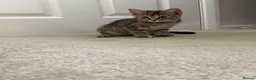 Mixed Breed cats for sale: Girl kittens  - Advert 3