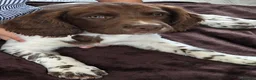 English Springer Spaniel dogs for sale: Lovely KC registered Working Springer Spaniel Pup in Ashford - Advert 5