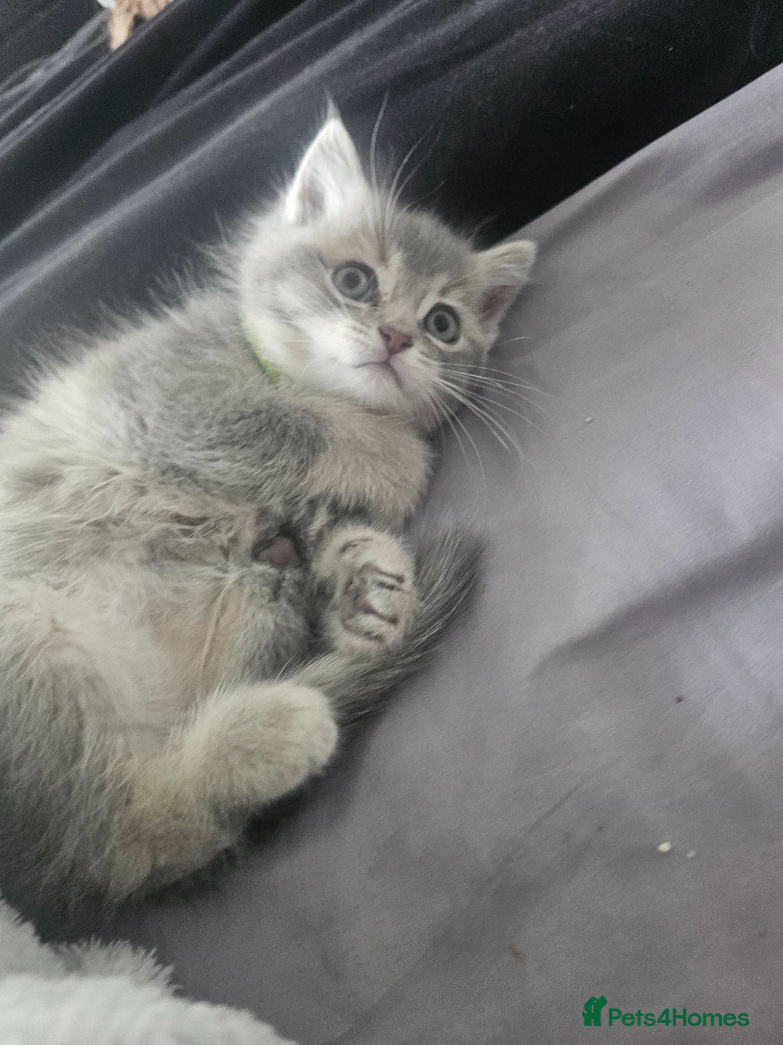 Mixed Breed cats BSH/RAGDOLL kittens last boy available  - Advert 1
