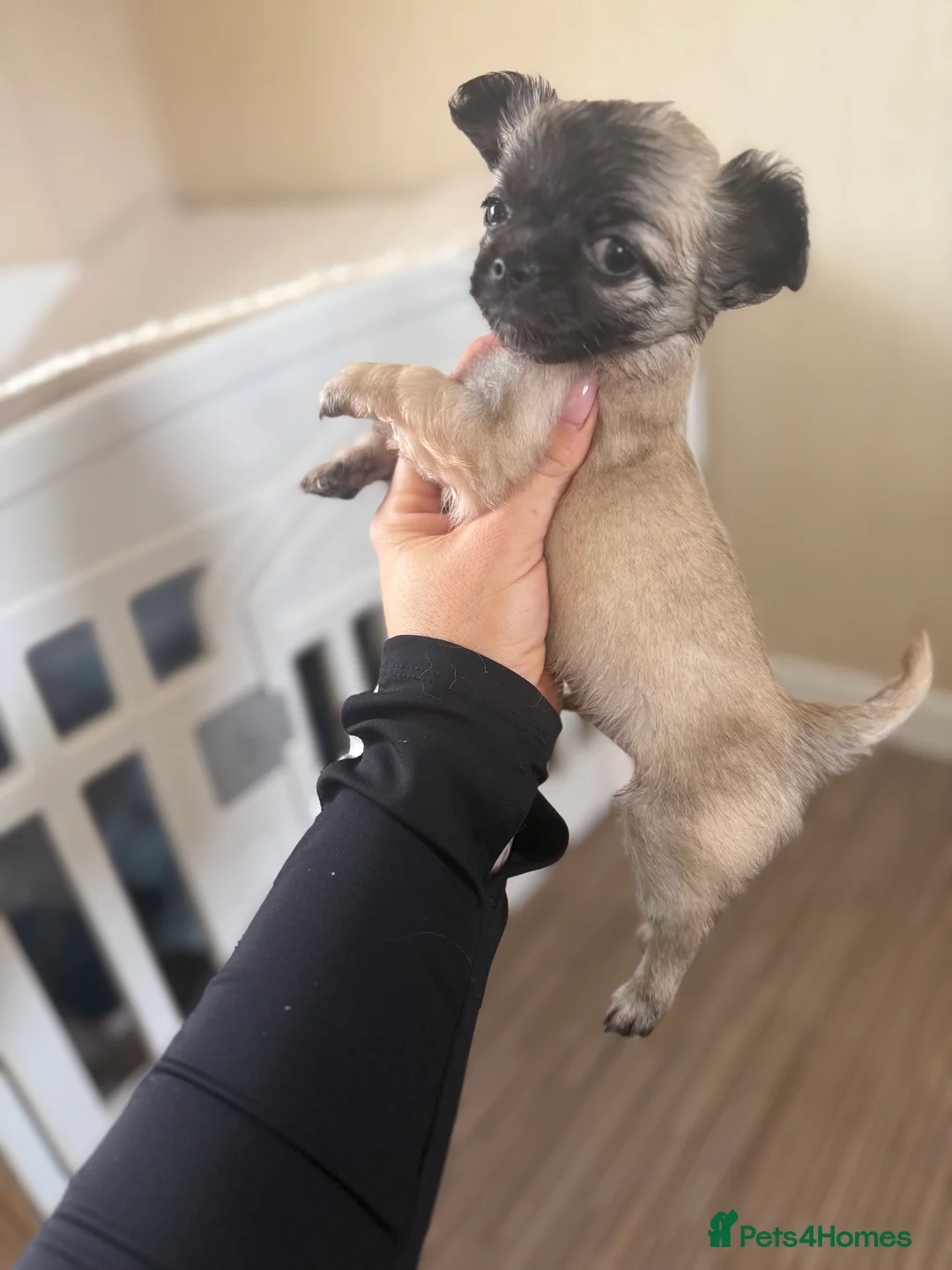 Chihuahua dogs for sale: Marley the chihuahua  - Advert 4