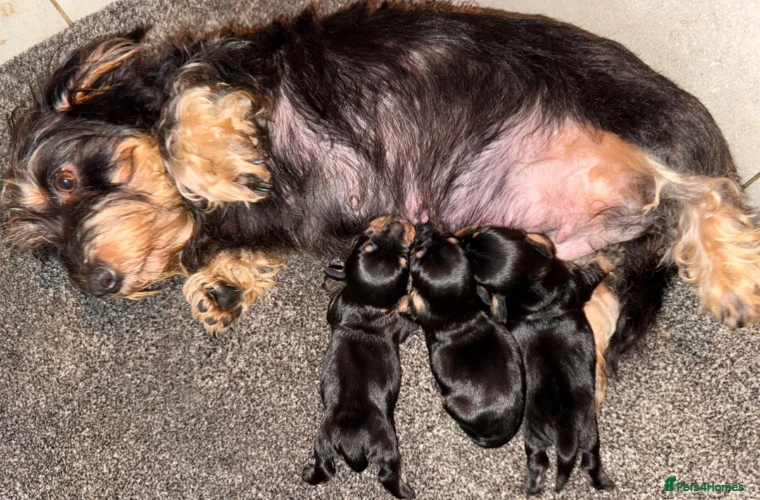 Miniature Dachshund dogs for sale: 🩷Beautiful Mini Wire Haired Dachshund Puppies🧡 - Advert 12