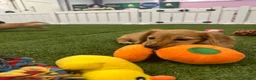 Miniature Dachshund dogs for sale: READYNOW KC cream L/H Health tested Mini Dachshund - Advert 4