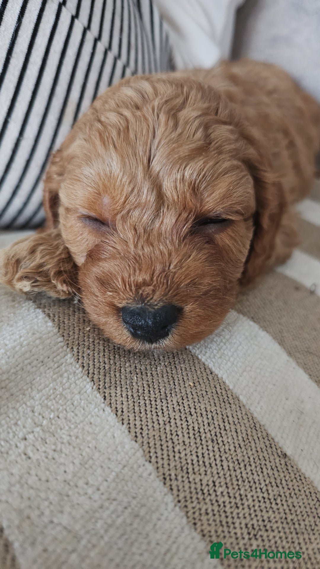 Cavapoo dogs for sale: Dashing Cavapoo Puppies  - Advert 10