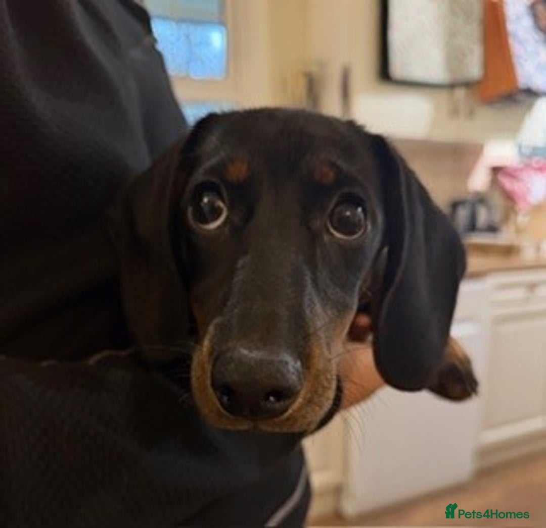 Miniature Dachshund dogs for sale: 4 month old Black and Tan Miniature Dachshund - Advert 2