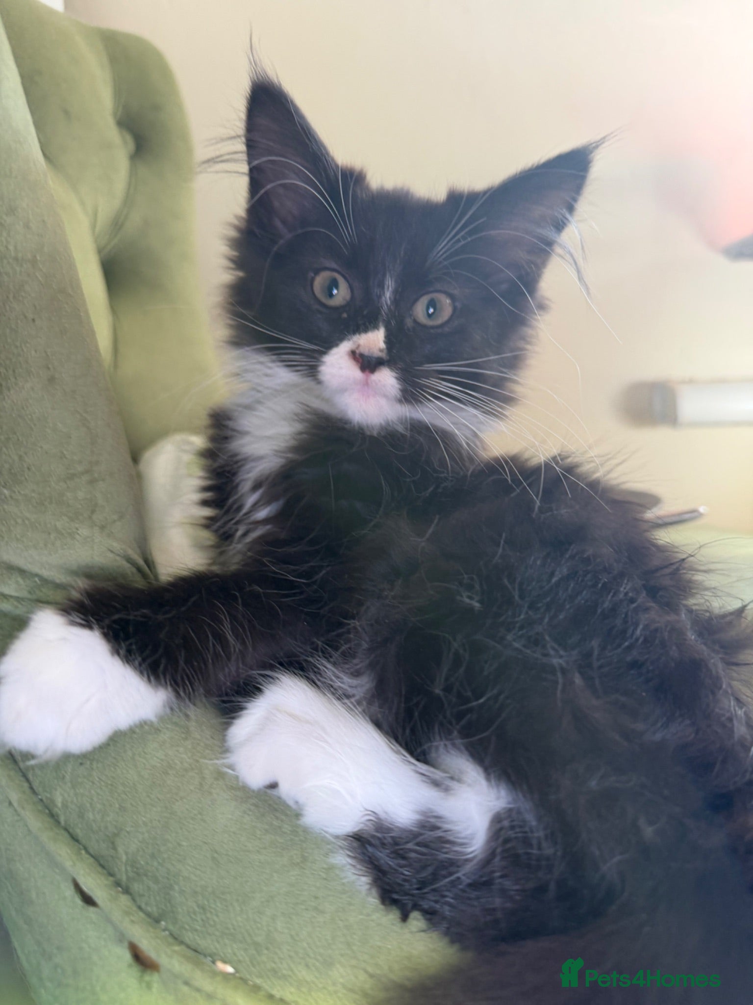 Maine Coon cats Maincoon X Ragdoll kittens ready for collection  - Advert 2