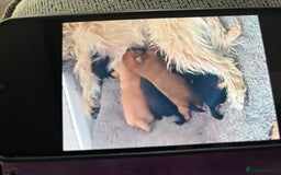 Mixed Breed dogs for sale: Norfolk terrier cross by toy poodle - Image 2