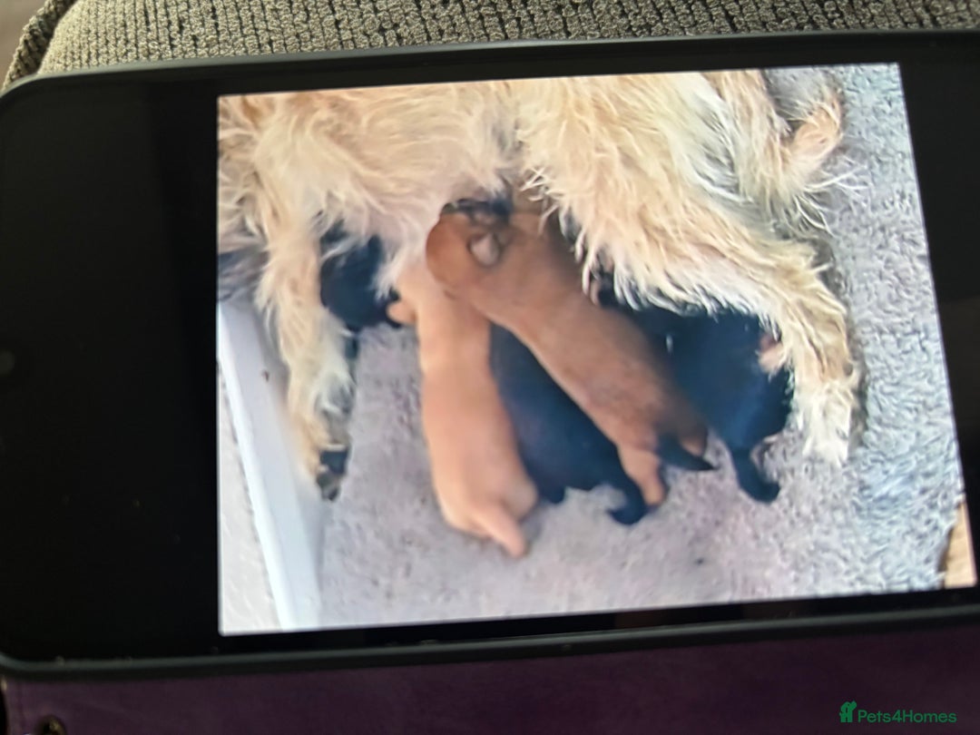 Mixed Breed dogs for sale: Norfolk terrier cross by toy poodle - Image 2
