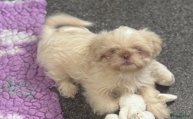 Shih Tzu dogs in Telford - Advert 9