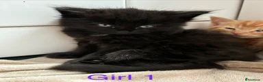 British Longhair 1
