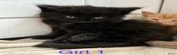 British Longhair cats for sale: Fluffy girl kittens  in Norwich - Advert 14