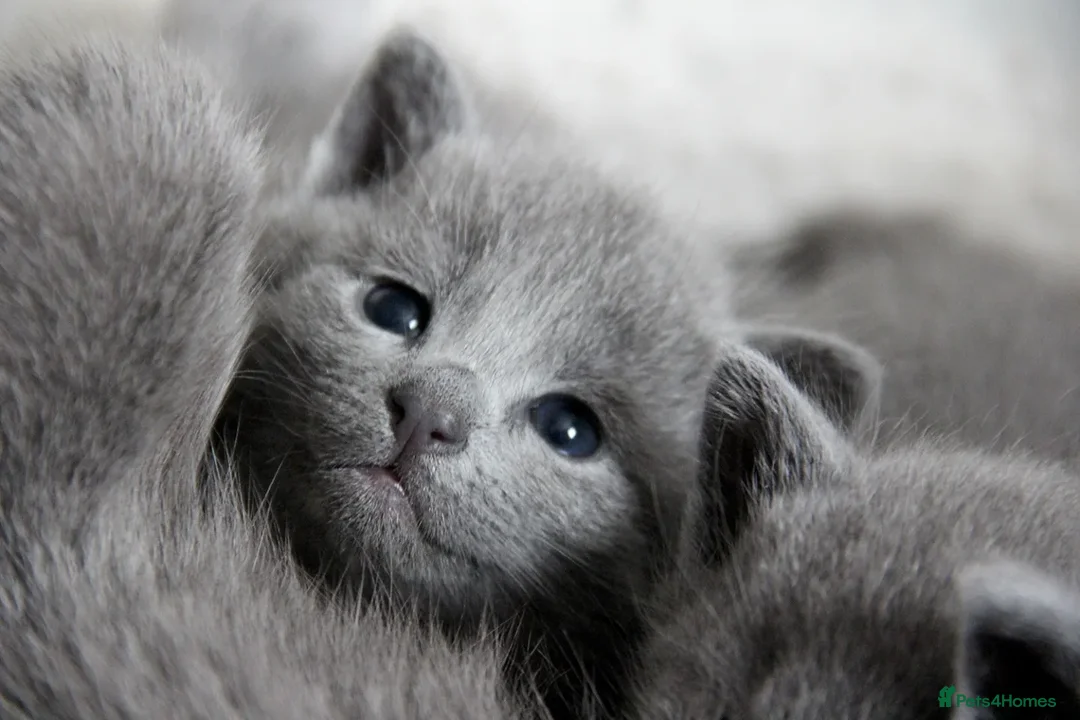 Russian Blue cats for sale: Pure Russian Blue Kittens Available  - Advert 3