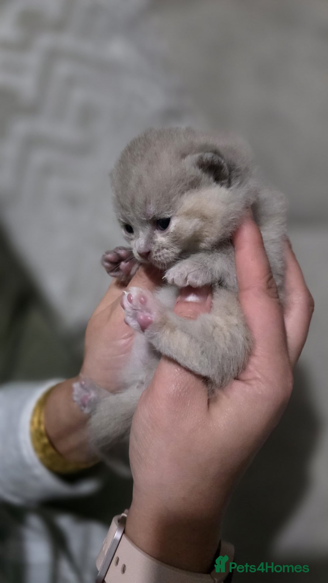 British Shorthair cats for sale: ** LAST ONE LEFT BLUE MALE British Shorthair ** - Advert 35