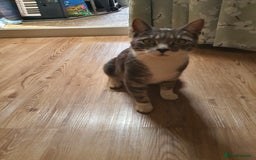 British Shorthair cats for sale: Fluffy - Image 1
