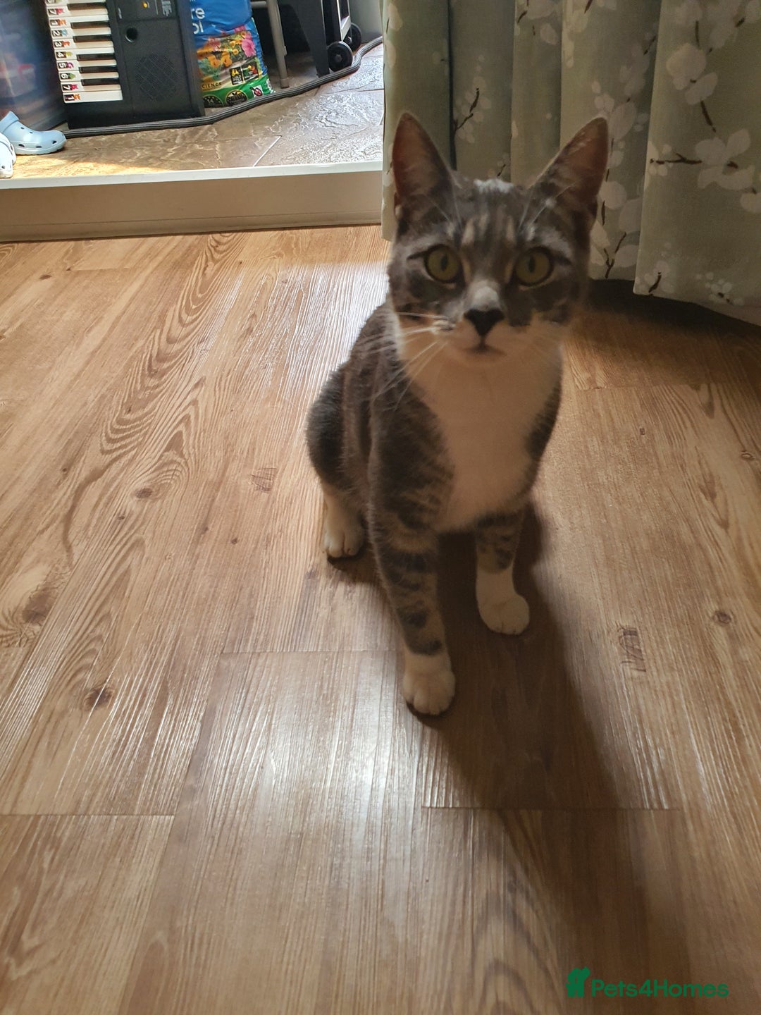 British Shorthair cats for sale: Fluffy - Image 1