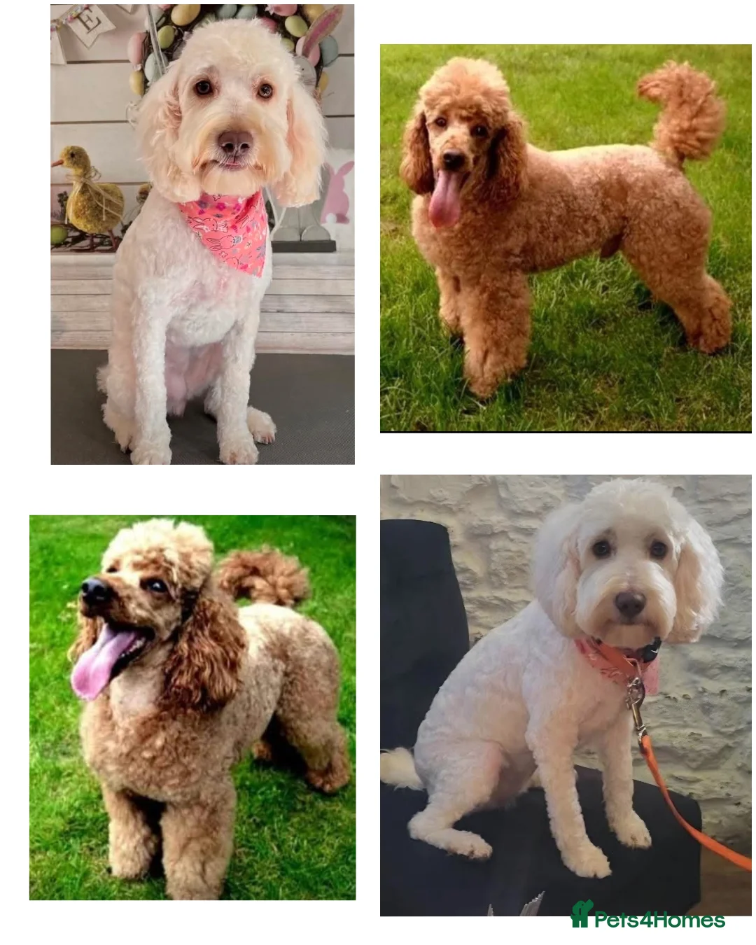 Cockapoo dogs for sale:  Cockapoo puppies F2B - Advert 3